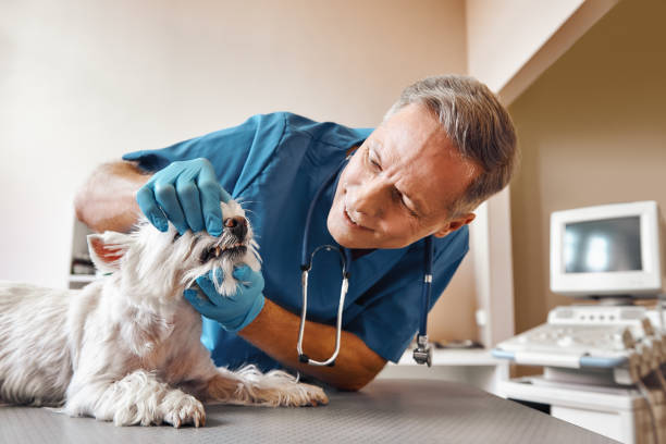 Best Emergency Dental Care for Trauma or Injury in San Felipe, TX
